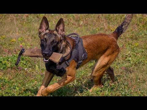 Видео: Малинуа - сборник видео  2020 "Бельгийская овчарка" Malinois - video collection2020 Belgian Shepherd