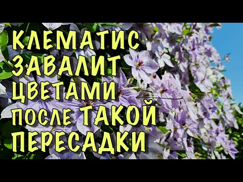 Видео: Пересадите ТАК КЛЕМАТИС и он ЗАВАЛИТ ЦВЕТАМИ