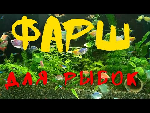 Видео: КОРМЛЕНИЕ АКВАРИУМНЫХ РЫБОК ФАРШЕМ