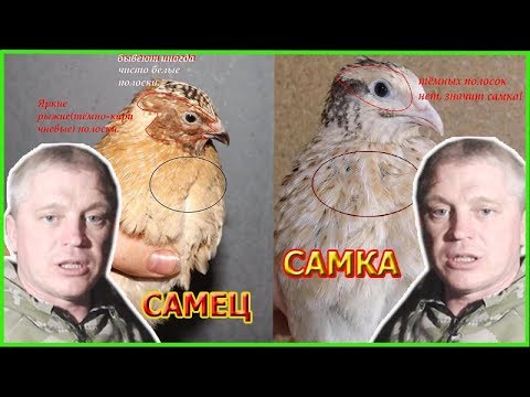 Видео: Как различать маньчжурских перепелов самца от самки Зауральское подворье