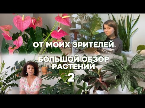 Видео: Большой обзор растений от подписчиков 2💚