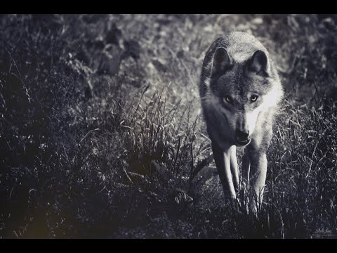 Видео: Женщина с повадками волчицы ( читает автор Инна Разумовская )