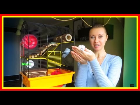Видео: 🏠Что должно быть в клетке хомяка ОБЯЗАТЕЛЬНО🐹 #Хомяки