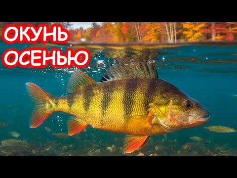 Видео: ЛОВЛЯ ОКУНЯ ОСЕНЬЮ. РЫБАЛКА НА СПИННИНГ. ПРИМАНКИ НА ОКУНЯ