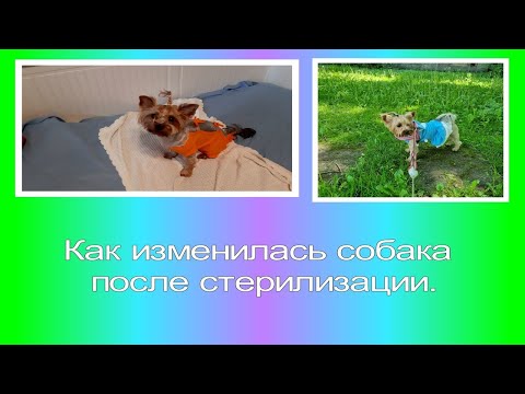 Видео: Как изменилась собака после стерилизации