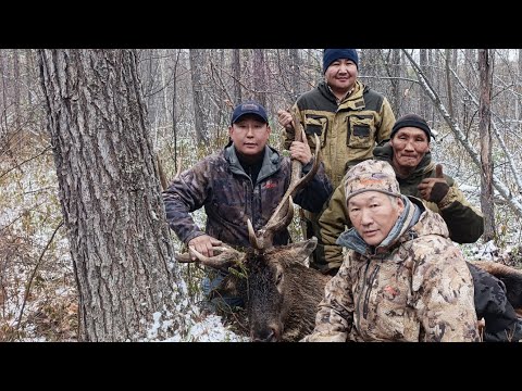 Видео: Трудовая охота на изюбря на реву в Олёкминском районе