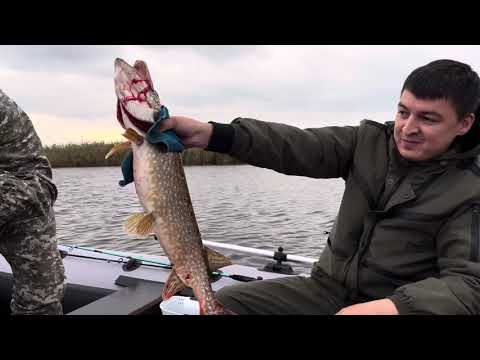 Видео: Рыбалка в Ленинградской области.Приманка рачки с Алиэкспресс косят окуня и щуку#fishing#алиэкспресс