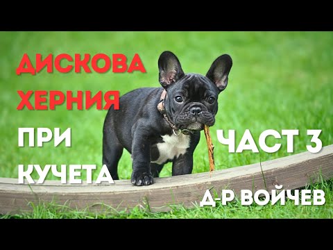 Видео: Какво трябва да знаете за дисковата херния при вашето куче. Интервю с д-р Калоян Войчев (Част 3)