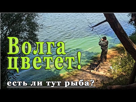 Видео: Волга в середине августа. Что с рекой, есть ли тут рыба?