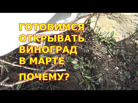 Видео: ГОТОВИМСЯ ОТКРЫВАТЬ ВИНОГРАД В МАРТЕ. ПОЧЕМУ?