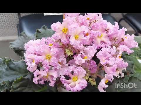 Видео: Выставка фиалок ,Ярославль ( октябрь 2024)#flowers #фиалки