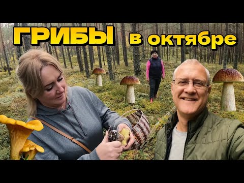 Видео: Собираем грибы в лесу возле Риги! | Латвия, конец октября