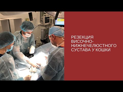 Видео: Резекция височно-нижнечелюстного сустава у кошки