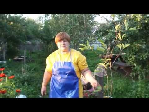 Видео: 100% приживаемость саженца! Сажаем яблоню.