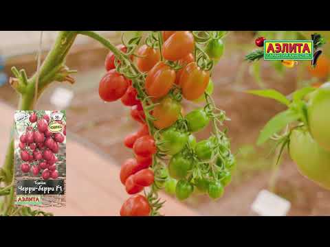 Видео: Высокоурожайный раннеспелый томат ЧЕРРИ-БЕРРИ F1
