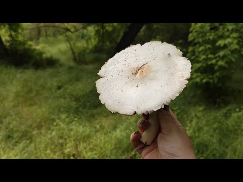 Видео: На остров за грибами! 17.05.2025.