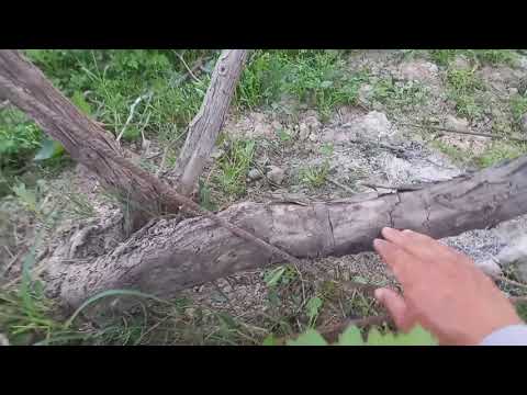 Видео: 🍇🍇🍇МОЛ ӨНІМ АЛАМЫН ДЕСЕҢІЗ #ЖҮЗІМ  #Виноград#Grapes