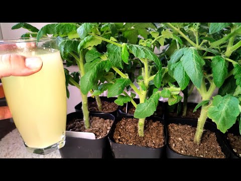 Видео: РАССАДА ТОЛСТЕЕТ НА ГЛАЗАХ И КОРНИ ПРУТ КАК БЕШЕНЫЕ! РАССАДА КРЕПКАЯ КОРЕНАСТАЯ