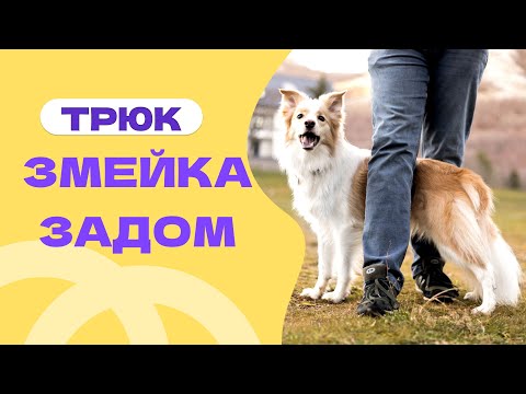 Видео: ТРЮК_ ОБРАТНАЯ ЗМЕЙКА. Человек идет вперед, а собака назад