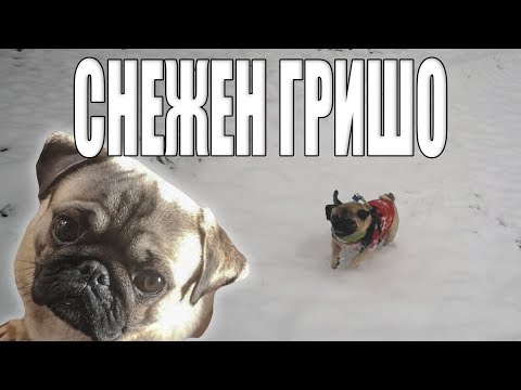 Видео: ПЪРВИЯТ СНЯГ НА ГРИШО! | ЕДИН ДЕН С ГРИШО #3