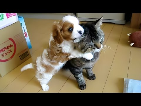 Видео: Кошки реагируют на первую встречу со щенком! 🤣