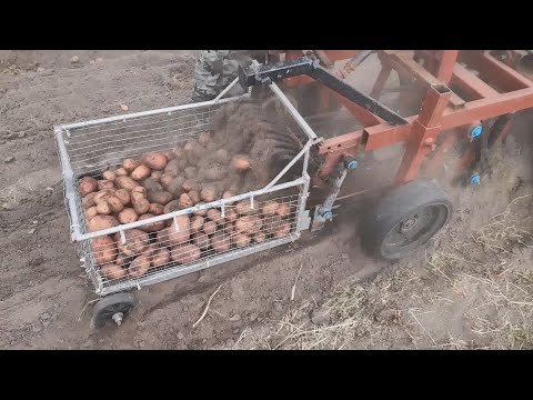 Видео: Уборка картофеля 2025 мотоблоком Нева | Самодельная картофелекопалка с корзиной