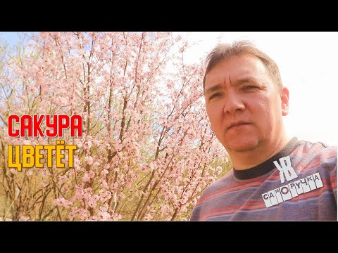 Видео: Пришлось варить и пилить! Зато теперь мотоблок дробит ветки как бешеный