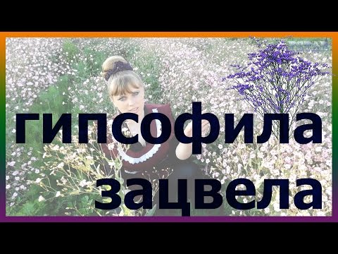 Видео: ГИПСОФИЛА выращивание посадка уход вредители болезни подкормка размножение гипсофилы