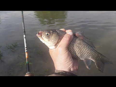 Видео: МОРМЫШИНГ. КАРАСЬ. ЩУКА. УКЛЕЙКА. ОКУНЬ. 15  рыбалка сезона 2024