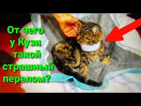 Видео: Видео с Кузей, как он ходит и что сказал Врач