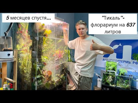 Видео: "Тикаль" - Флорариум на 637 литров в офисе "АКВАРИУМПЕРМЬ.РФ" - как все изменилось спустя 5 месяцев