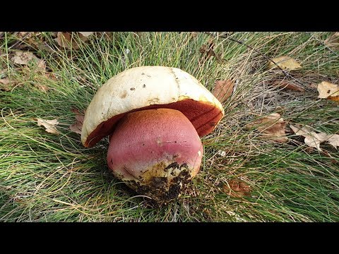 Видео: САМЫЙ РЕДКИЙ БОРОВИК !!! САТАНИНСКИЙ ГРИБ НАШЁЛ И СЪЕЛ ! ШОК ! Белые грибы в сентябре ! Грибы 2019 !