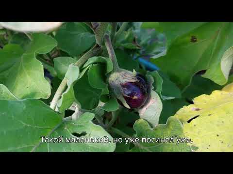 Видео: Конец августа