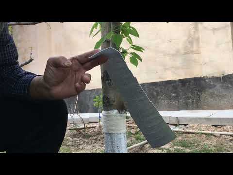 Видео: По многочисленным просьбам! Секрет для муравьёв действует 100% Ловчий пояс