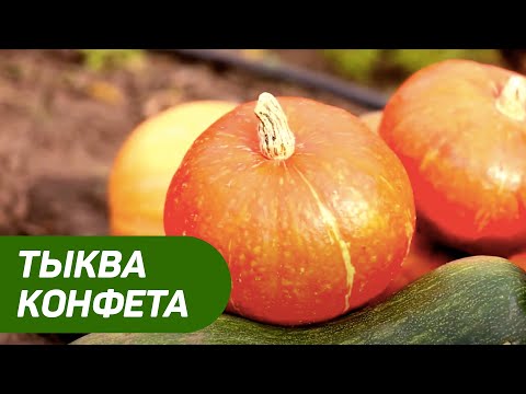 Видео: ТЫКВА КОНФЕТА. Как правильно посеять тыкву и как за ней ухаживать? Как посадить тыкву на рассаду?