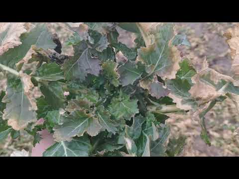 Видео: Озимый рапс 2021.Подкормка.Состояние.