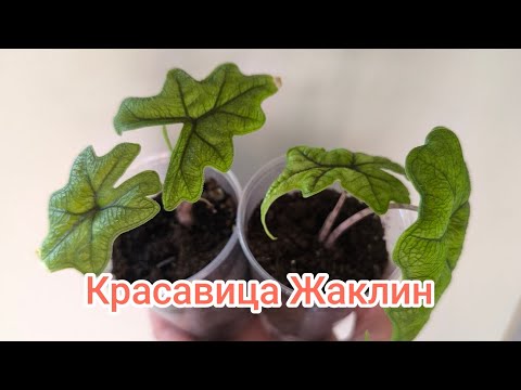 Видео: Пополнение коллекции. Алоказия Жаклин удивила. Перевалка