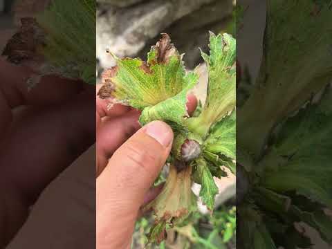 Видео: Лешникът при Глобалното затопляне 🌰 #hazelnut #fruit #nursery #razsadnikat