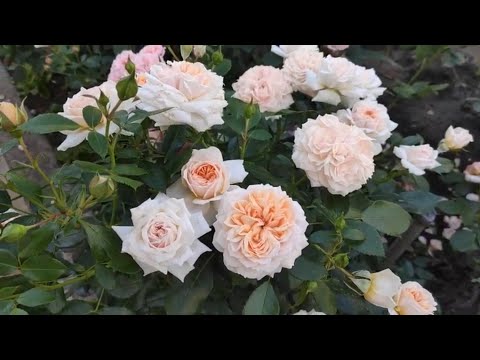 Видео: 🌹Стоит ли кормить розы первого года посадки  ⁉️Чем подкормить молодые саженцы роз ⁉️