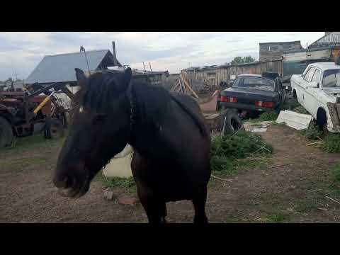 Видео: ремонт телеги  для лошади. ч 1