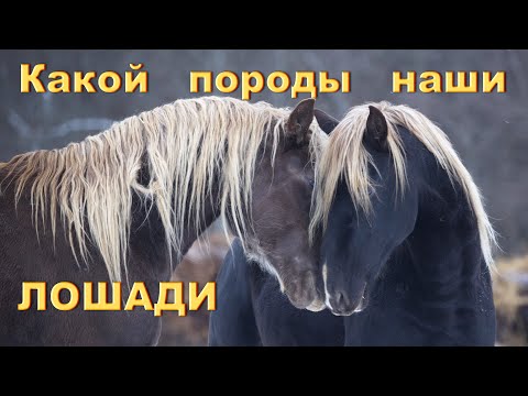 Видео: Какой породы наши лошади?