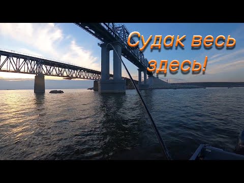 Видео: Куча судака под мостом!