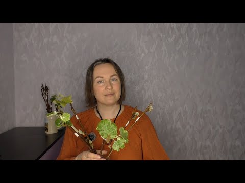 Видео: От черенка до саженца. Укоренение  винограда и выращивание саженцев в вопросах и ответах