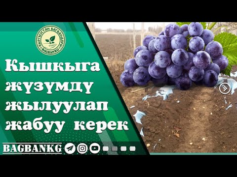 Видео: Жүзүмдү кышкыга жылуулап жабуу керек! |  BAGBANKG