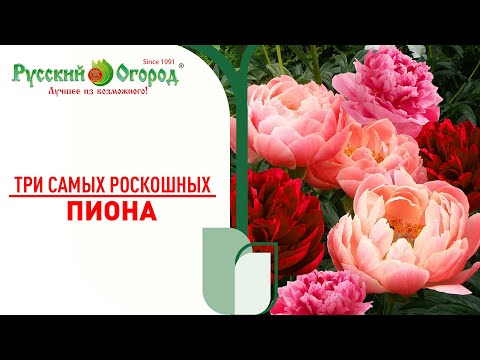Видео: #ПИОН - обзор самых редких, коллекционных сортов. Самые ранние #сорта - самое ранее #цветение.