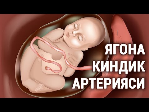 Видео: Ягона киндик артерияси: сабаблари, оқибатлари. #doctorYakubjonov