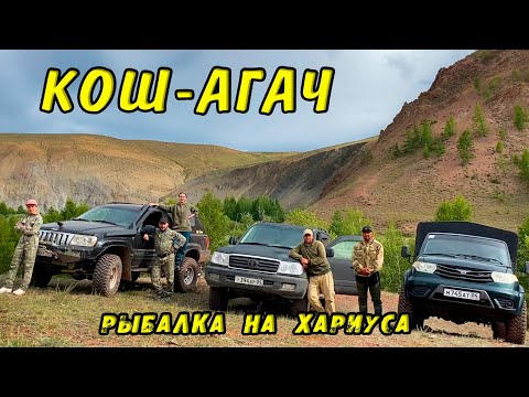Видео: По Горным тропам АЛТАЙСКИХ Легенд! Настоящий АЛТАЙ! КОШ-АГАЧ Рыбалка на Хариуса у границ с Монголией