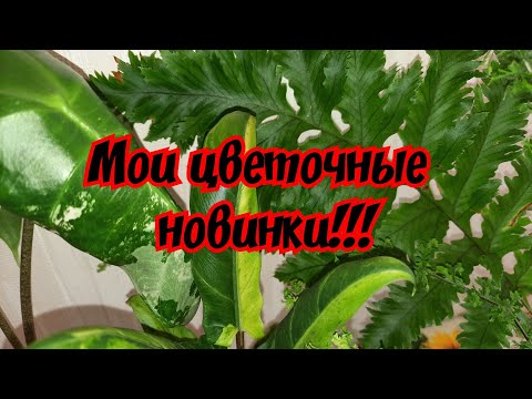Видео: Мои цветочные новинки!!!