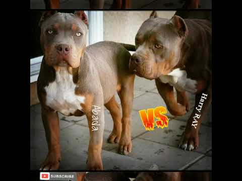 Видео: Гарри ё Абада Abada VS Harry RAY