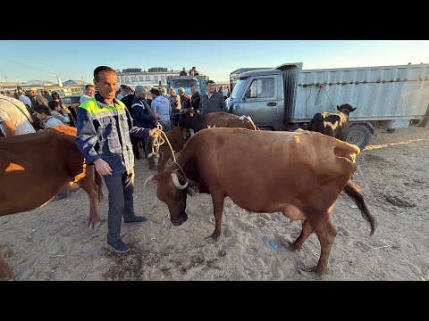 Видео: 14 сентября 2025 г. ТУРТКУЛЬ МОЛ БОЗОР НАРХЛАРИ 